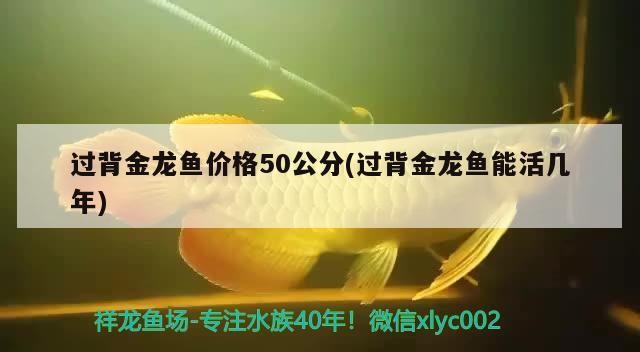 過背金龍魚價格50公分(過背金龍魚能活幾年)