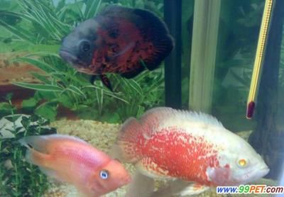 大地圖魚（地圖魚是一種大型的熱帶魚，具有獨特的外觀和生態習性） 大地圖魚（地圖魚是一種大型的熱帶魚，具有獨特的外觀和生態習性） 魚缸百科 第1張