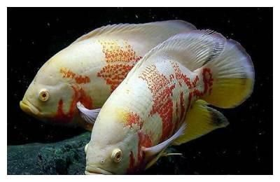大地圖魚（地圖魚是一種大型的熱帶魚，具有獨特的外觀和生態習性） 大地圖魚（地圖魚是一種大型的熱帶魚，具有獨特的外觀和生態習性） 魚缸百科 第4張