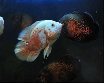 大地圖魚（地圖魚是一種大型的熱帶魚，具有獨特的外觀和生態習性） 大地圖魚（地圖魚是一種大型的熱帶魚，具有獨特的外觀和生態習性） 魚缸百科 第3張