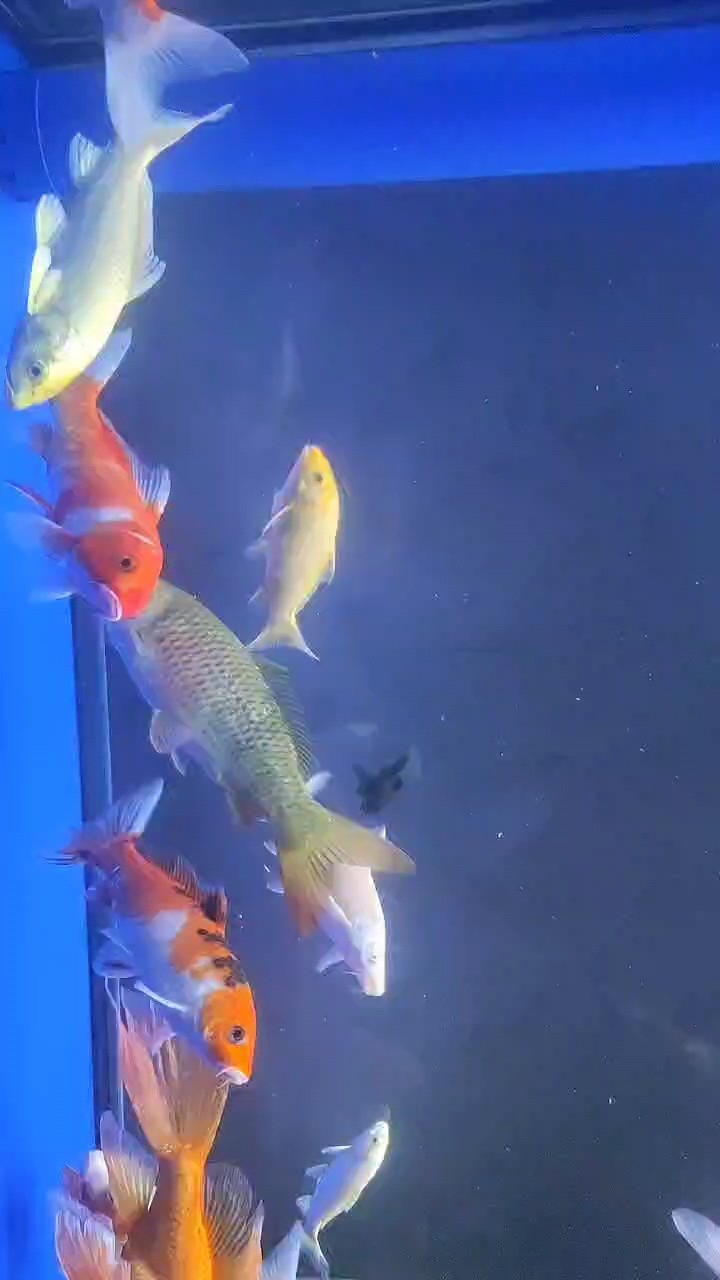 能吃能拉 能吃能拉 龍魚論壇