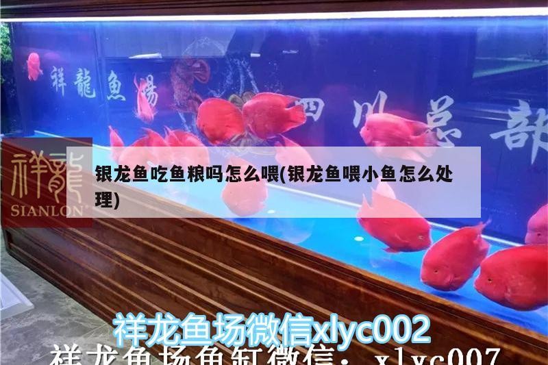 虎魚天天黑來點(diǎn)赤瞳黃金 銀龍魚吃魚糧嗎怎么喂(銀龍魚喂小魚怎么處理) 銀龍魚百科 銀龍魚吃魚糧嗎怎么喂(銀龍魚喂小魚怎么處理) 銀龍魚吃魚糧嗎怎么喂(銀龍魚喂小魚怎么處理) 銀龍魚百科