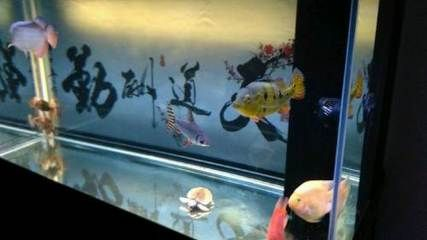 呼和浩特龍魚vs祥龍魚場(chǎng)（呼和浩特龍魚祥龍魚場(chǎng)在養(yǎng)殖環(huán)境、龍魚品種、價(jià)格策略評(píng)價(jià)）
