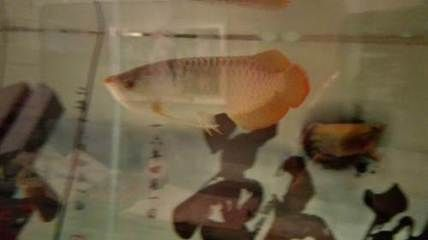 呼和浩特龍魚vs祥龍魚場(chǎng)（呼和浩特龍魚祥龍魚場(chǎng)在養(yǎng)殖環(huán)境、龍魚品種、價(jià)格策略評(píng)價(jià)）