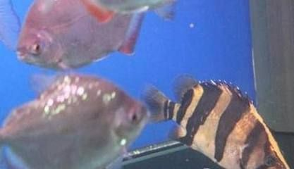 印尼虎魚暴斃圖片真實:關(guān)于印尼虎魚暴斃的一些信息,印尼虎魚暴斃的原因可能有多種 虎魚百科 第1張 印尼虎魚暴斃圖片真實:關(guān)于印尼虎魚暴斃的一些信息,印尼虎魚暴斃的原因可能有多種 印尼虎魚暴斃圖片真實:關(guān)于印尼虎魚暴斃的一些信息,印尼虎魚暴斃的原因可能有多種 虎魚百科 第1張