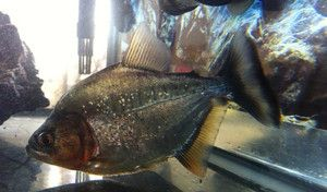 純泰虎魚多少錢一條：純泰虎魚多少錢一條泰虎魚多少錢一條純泰虎魚多少錢一條