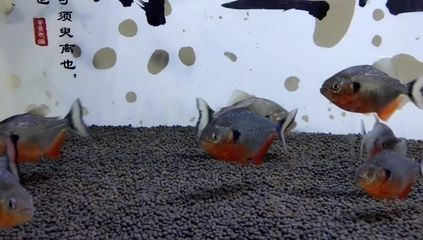 純泰虎魚多少錢一條：純泰虎魚多少錢一條泰虎魚多少錢一條純泰虎魚多少錢一條