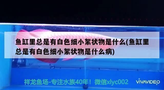 龍魚尾巴長刺狀物有毛怎么回事vs祥龍魚場：如何治療龍魚尾部疾病