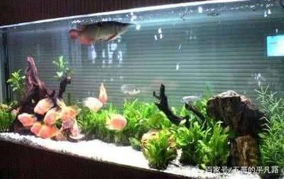 1.2米魚缸標準尺寸圖：1.2米魚缸尺寸圖