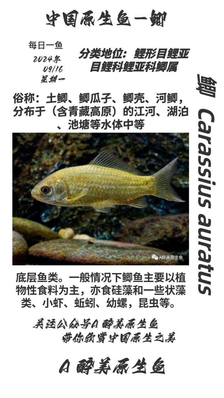 鯽