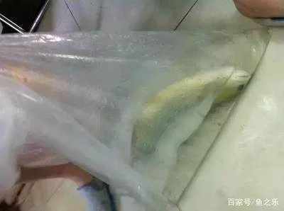 龍魚麻藥用量多少vs祥龍魚場：祥龍魚場信譽評價龍魚用藥劑量計算龍魚麻醉安全標準