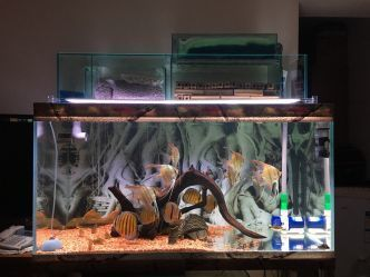 620魚缸多少水：50于620魚缸水量計算公式計算公式估算公式
