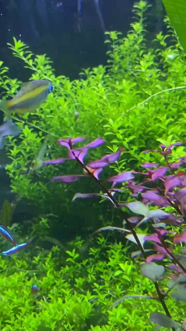 紅綠色