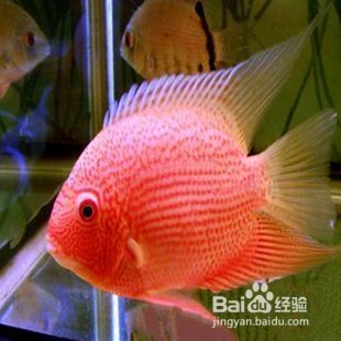 龍魚外傷缺肉怎么辦vs祥龍魚場：龍魚傷口護理方法