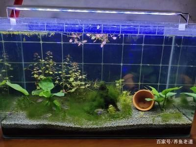 60厘米的魚缸養多大的魚好