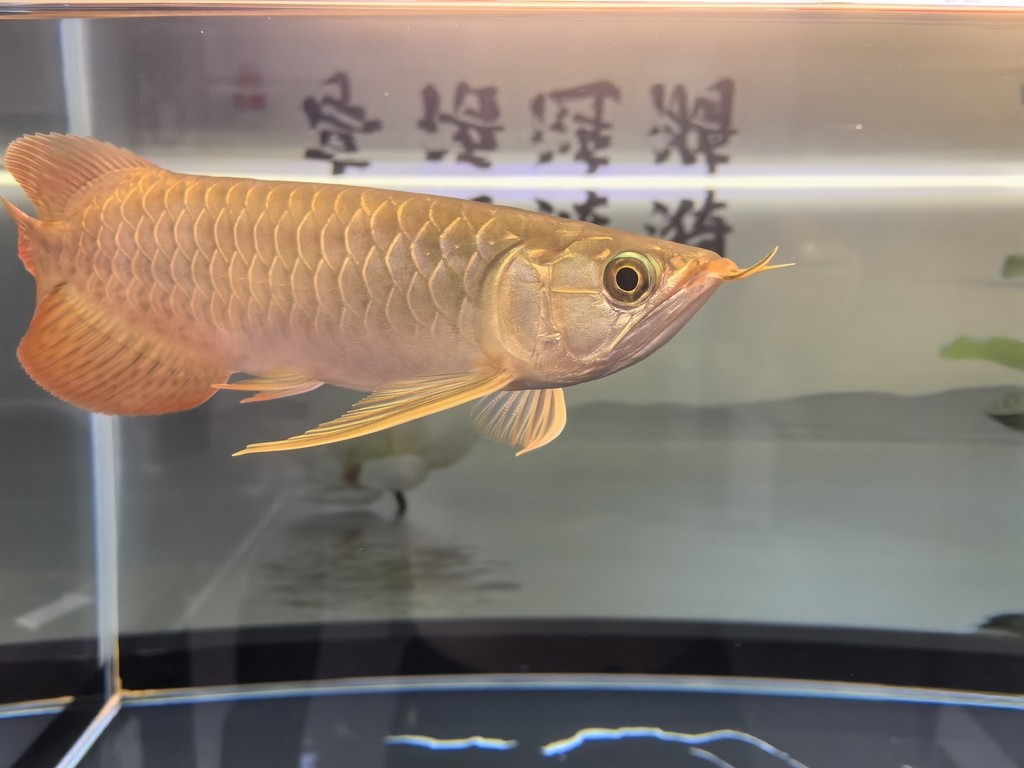 堅持愛好！！ 堅持愛好！！ 龍魚論壇 第1張