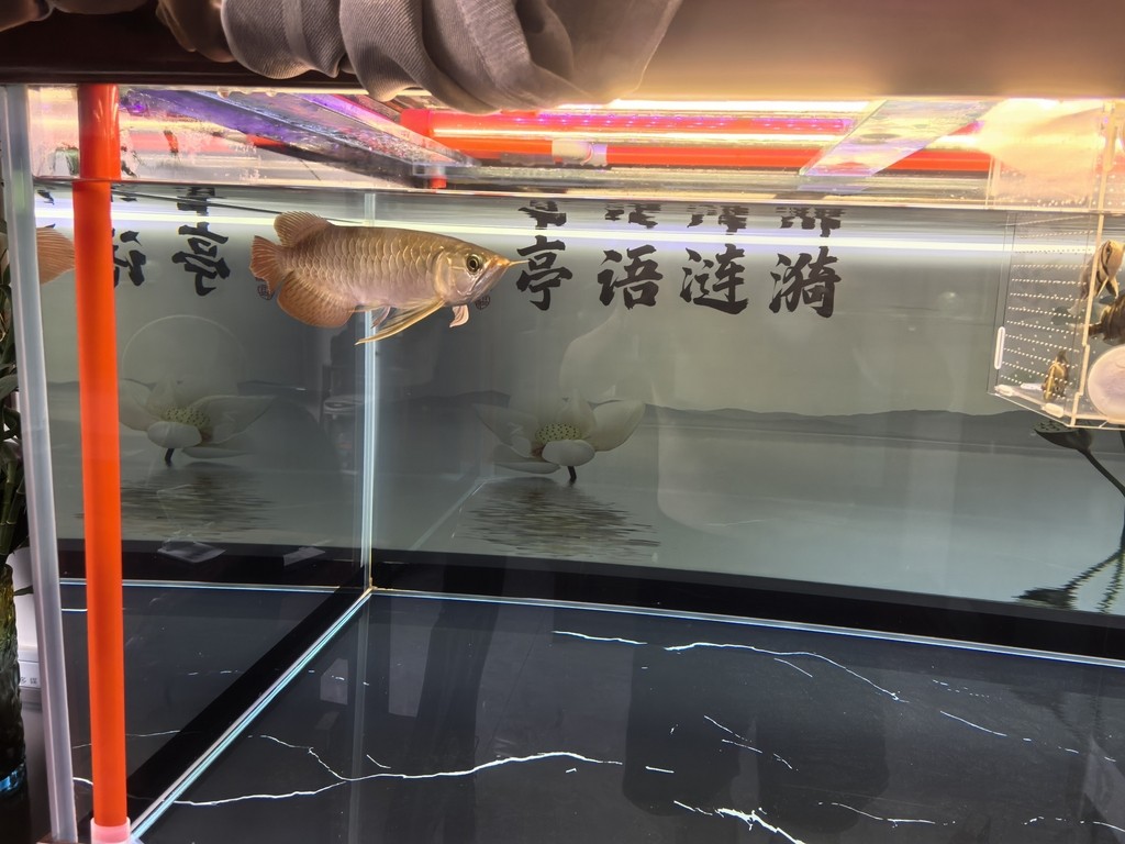 堅持愛好！！ 堅持愛好！！ 龍魚論壇 第2張