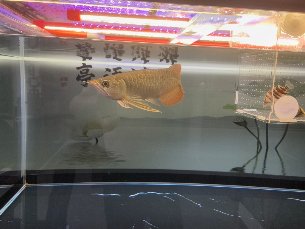 堅持愛好！！ 堅持愛好！！ 龍魚論壇 第3張
