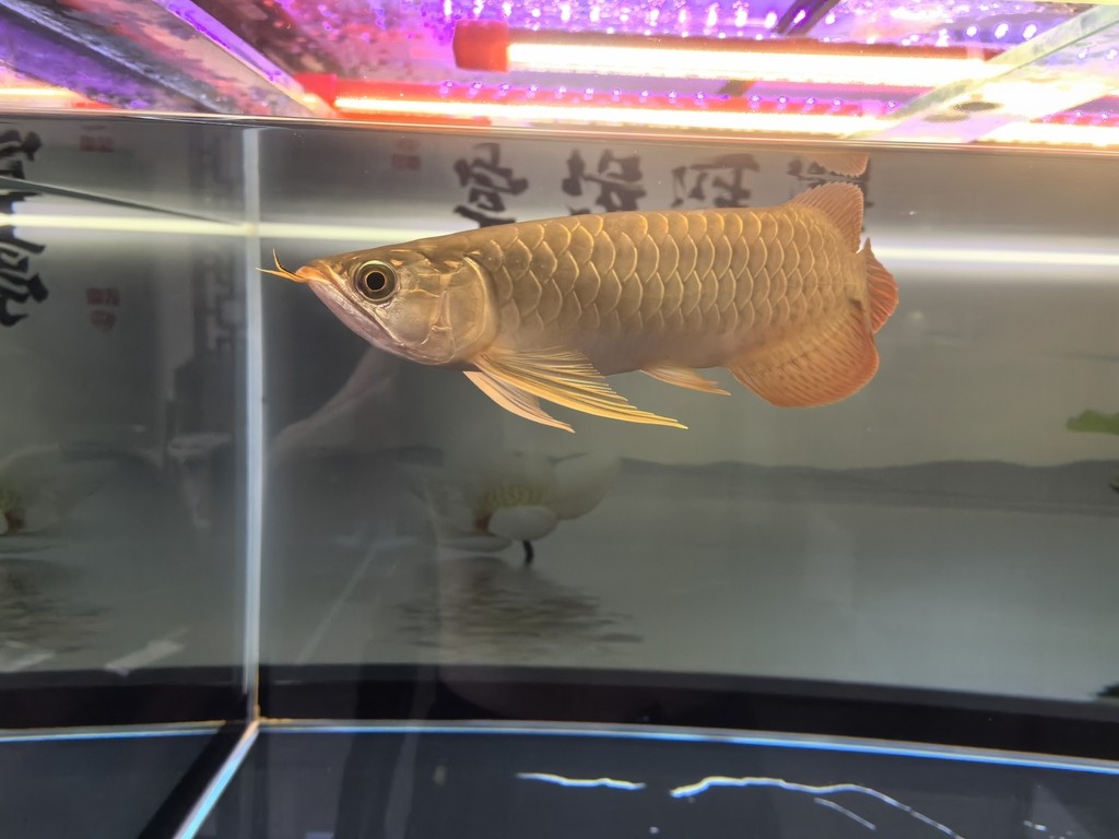 堅持愛好！！ 堅持愛好！！ 龍魚論壇 第4張