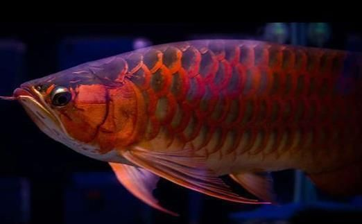 紅龍魚沉頭是怎么回事：如何預防紅龍魚沉頭