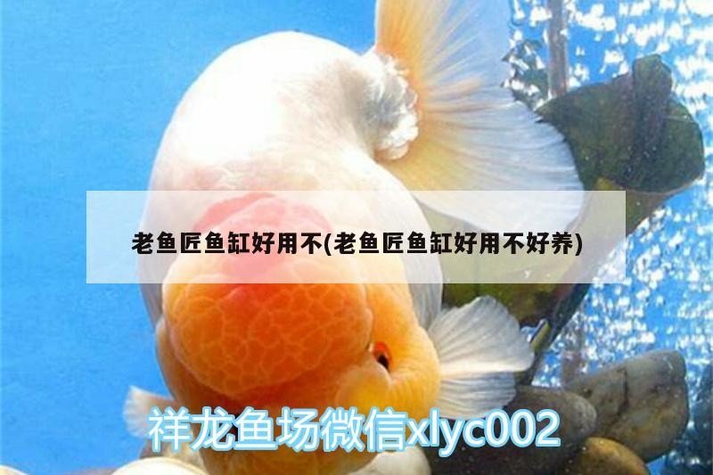 老魚匠魚缸好用不(老魚匠魚缸好用不好養)