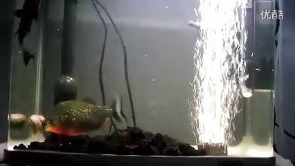 虎魚長(zhǎng)到20要多久：虎魚從10公分長(zhǎng)到20公分所需時(shí)間