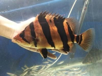 虎魚長(zhǎng)到20要多久：虎魚從10公分長(zhǎng)到20公分所需時(shí)間