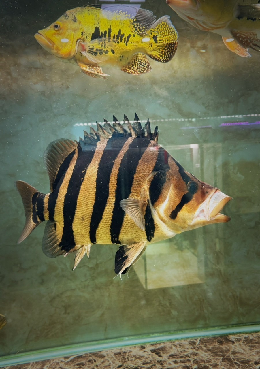 這就是畫里的虎魚 照進(jìn)現(xiàn)實