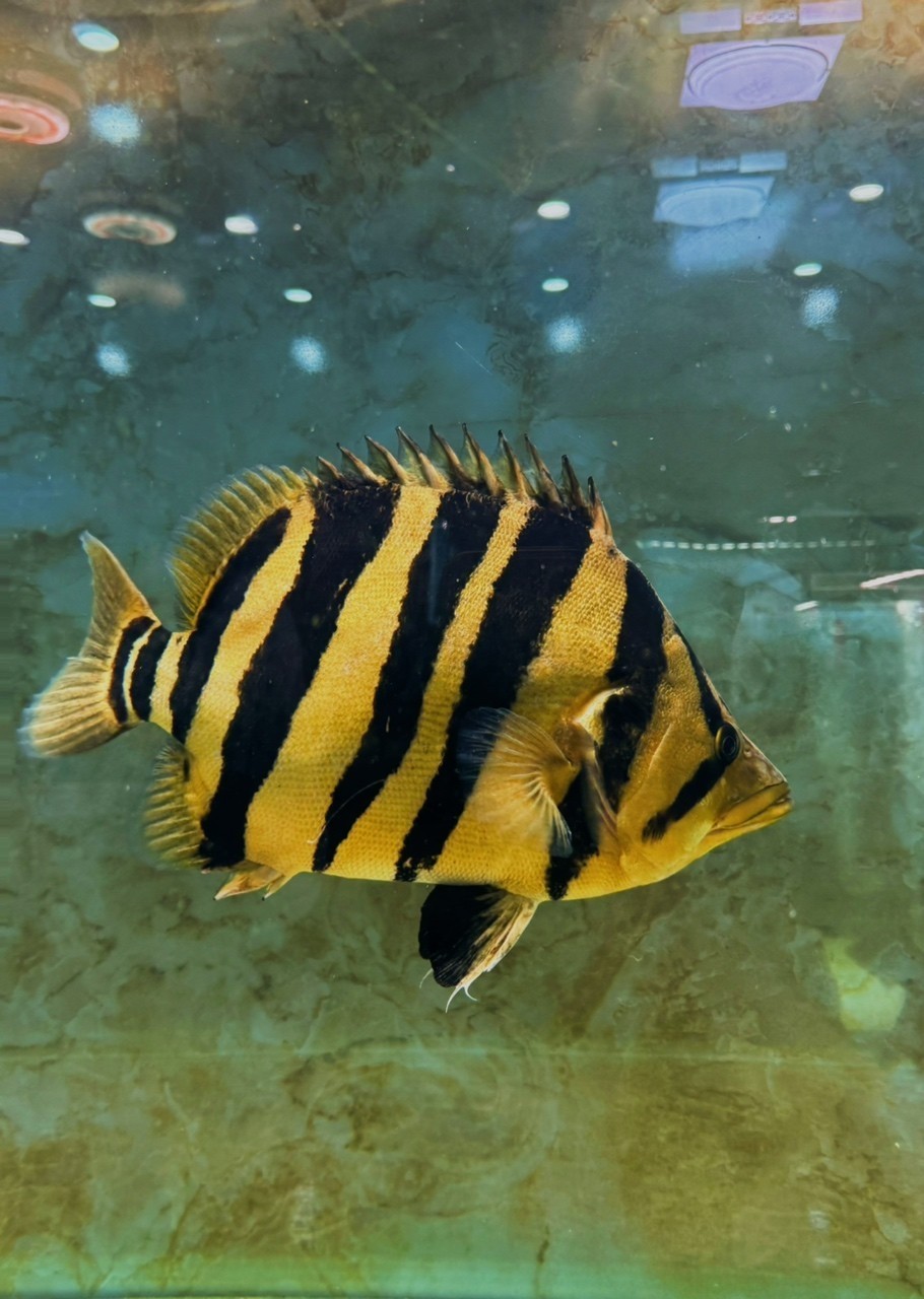 這就是畫里的虎魚 照進(jìn)現(xiàn)實