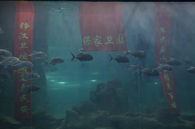 長春水族館vs祥龍魚場（長春水族館和祥龍魚場）
