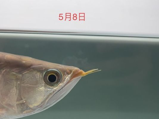龍魚每次換水多少vs祥龍魚場：龍魚換水頻率一般多久換一次