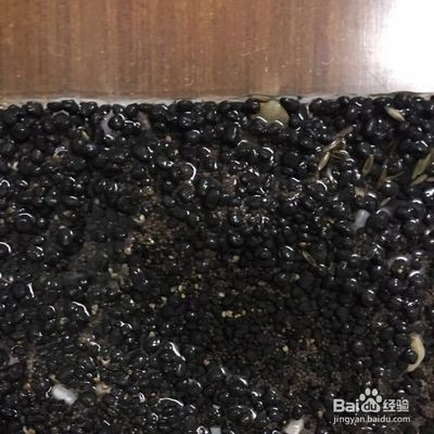 龍魚每次換水多少vs祥龍魚場：龍魚換水頻率一般多久換一次
