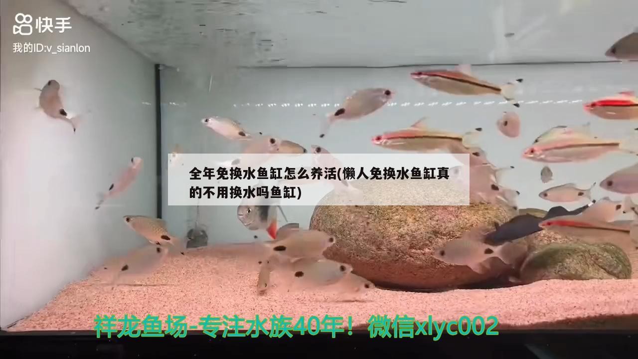 全年免換水魚缸怎么養活(懶人免換水魚缸真的不用換水嗎魚缸)