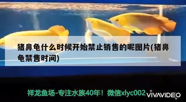 豬鼻龜什么時候開始禁止銷售的呢圖片(豬鼻龜禁售時間)