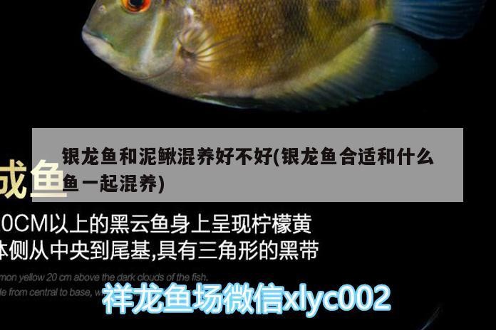 銀龍魚和泥鰍混養好不好(銀龍魚合適和什么魚一起混養)