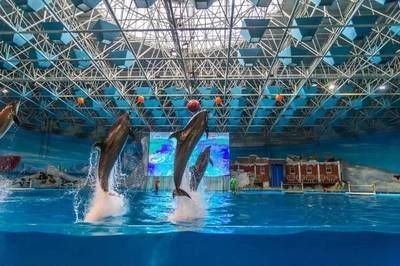 阜陽水族館vs祥龍魚場（安徽阜陽水族館和祥龍魚場的營業時間和聯系方式對比）