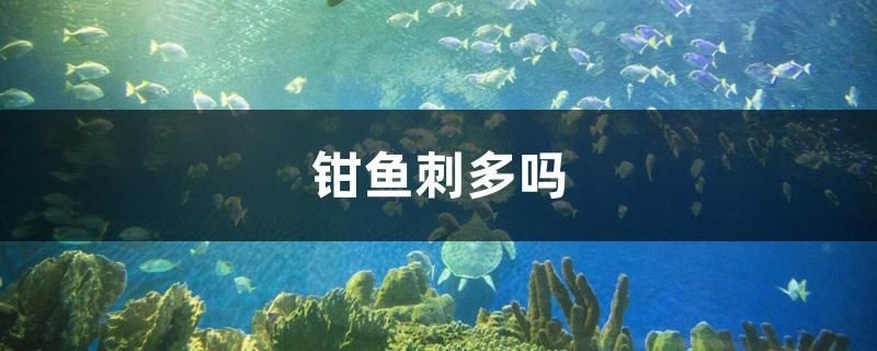 觀賞魚紅龍魚價格多少 紅龍魚貴不貴