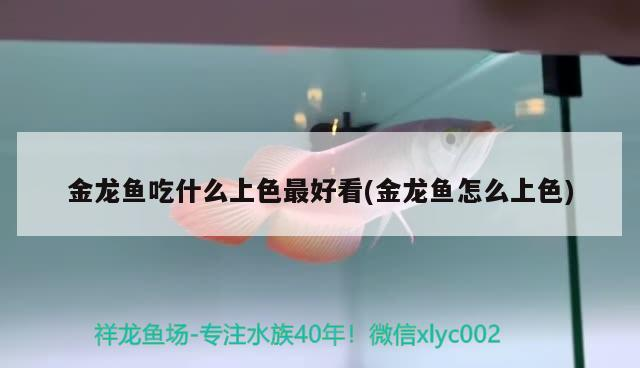 金龍魚(yú)吃什么上色最好看(金龍魚(yú)怎么上色)