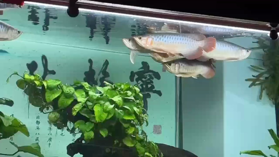 中秋掠影