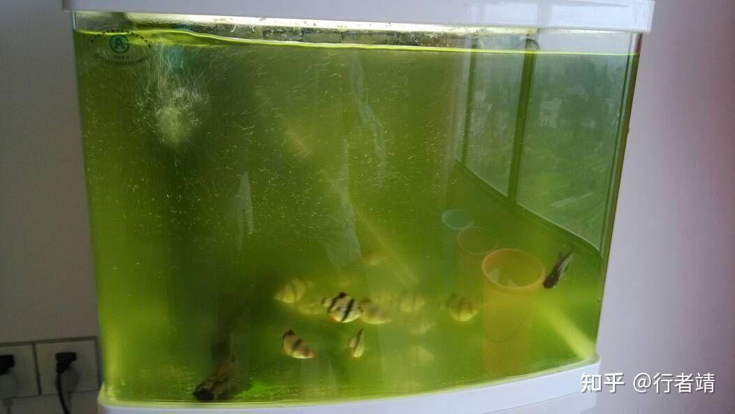 魚缸排行榜揭曉（魚缸排行榜揭曉圖片） 魚缸排行榜揭曉（魚缸排行榜揭曉圖片） iwish愛唯希品牌魚缸