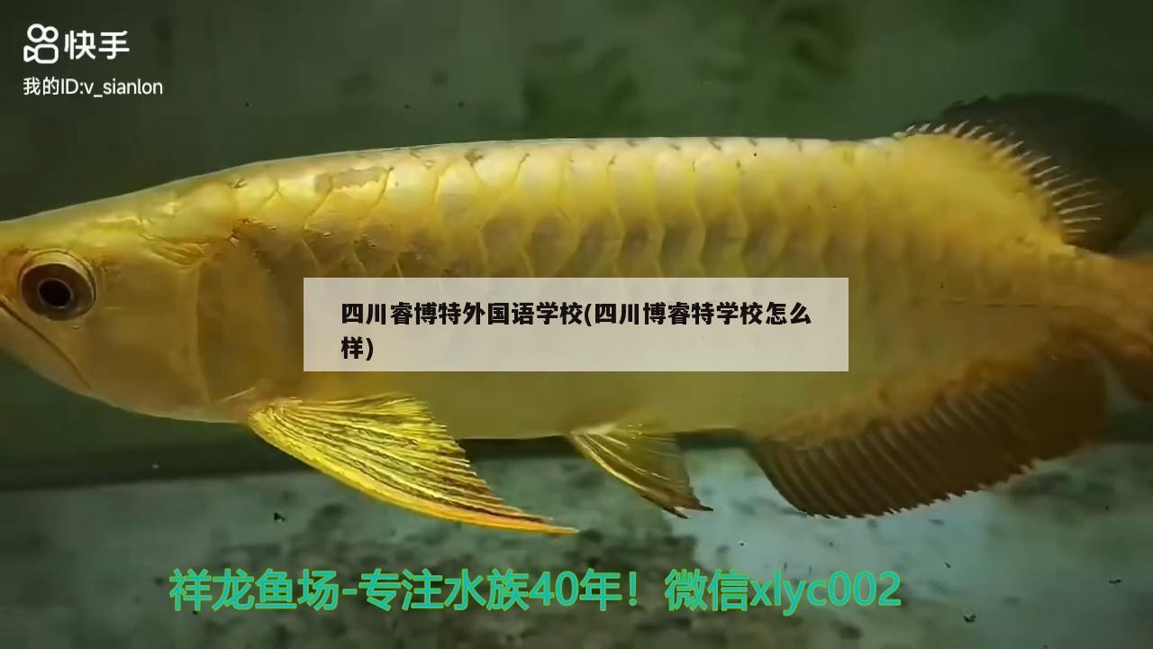 四川睿博特外國語學校(四川博睿特學校怎么樣)