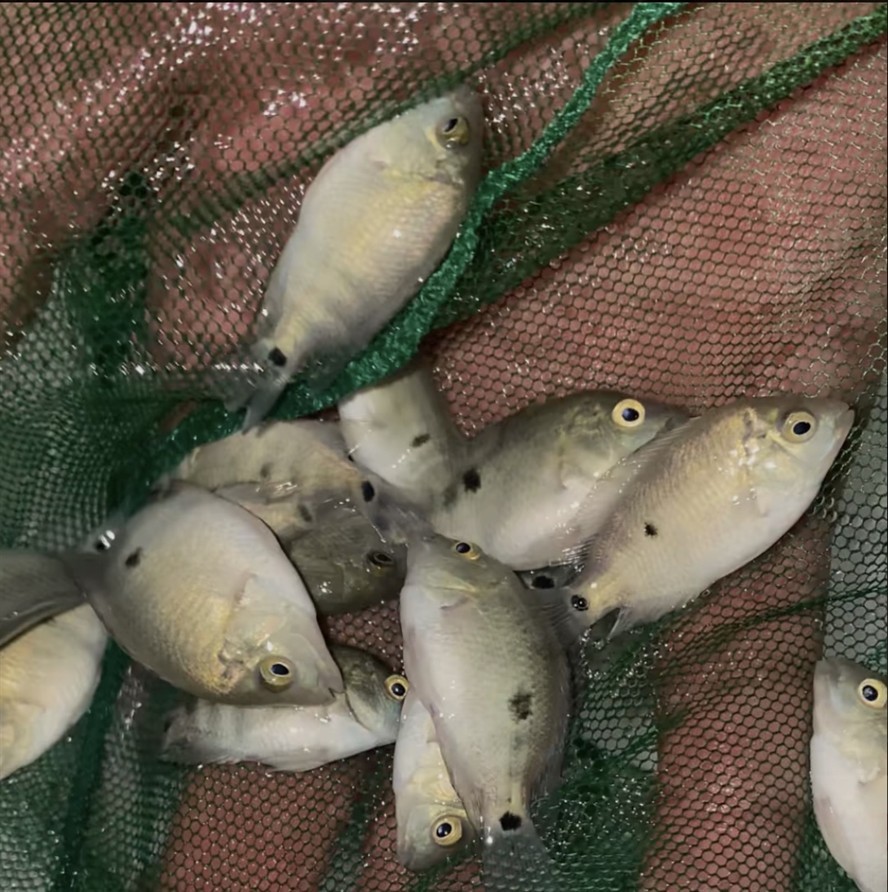 越南進口紅馬魚苗