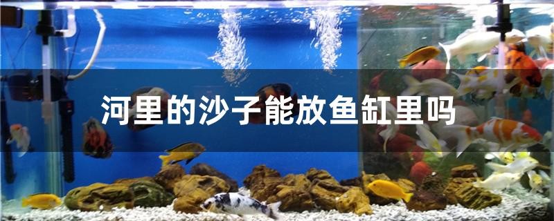 河里的沙子能放魚(yú)缸里嗎