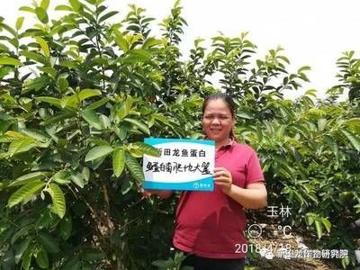 玉林龍魚vs祥龍魚場（玉林龍魚與祥龍魚場之間的區別）