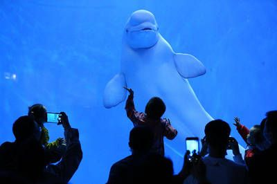 昌都水族館vs祥龍魚場(chǎng)（昌都水族館和祥龍魚場(chǎng)和觀賞魚相關(guān)的競爭關(guān)系不同）