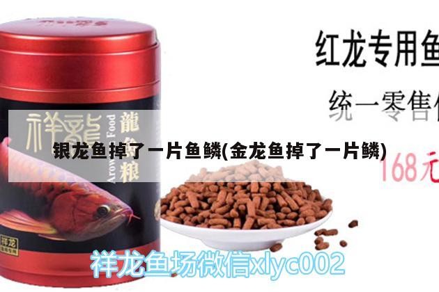 銀龍魚掉了一片魚鱗(金龍魚掉了一片鱗) 銀龍魚掉了一片魚鱗(金龍魚掉了一片鱗) 銀龍魚百科
