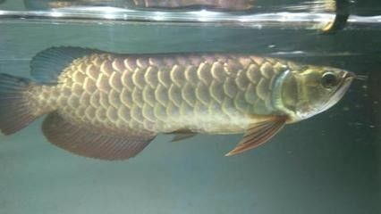 龍魚反垢要多久 龍魚百科 第1張 龍魚反垢要多久 龍魚反垢要多久 龍魚百科 第1張