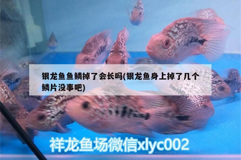 銀龍魚魚鱗掉了會(huì)長嗎(銀龍魚身上掉了幾個(gè)鱗片沒事吧) 銀龍魚魚鱗掉了會(huì)長嗎(銀龍魚身上掉了幾個(gè)鱗片沒事吧) 銀龍魚百科