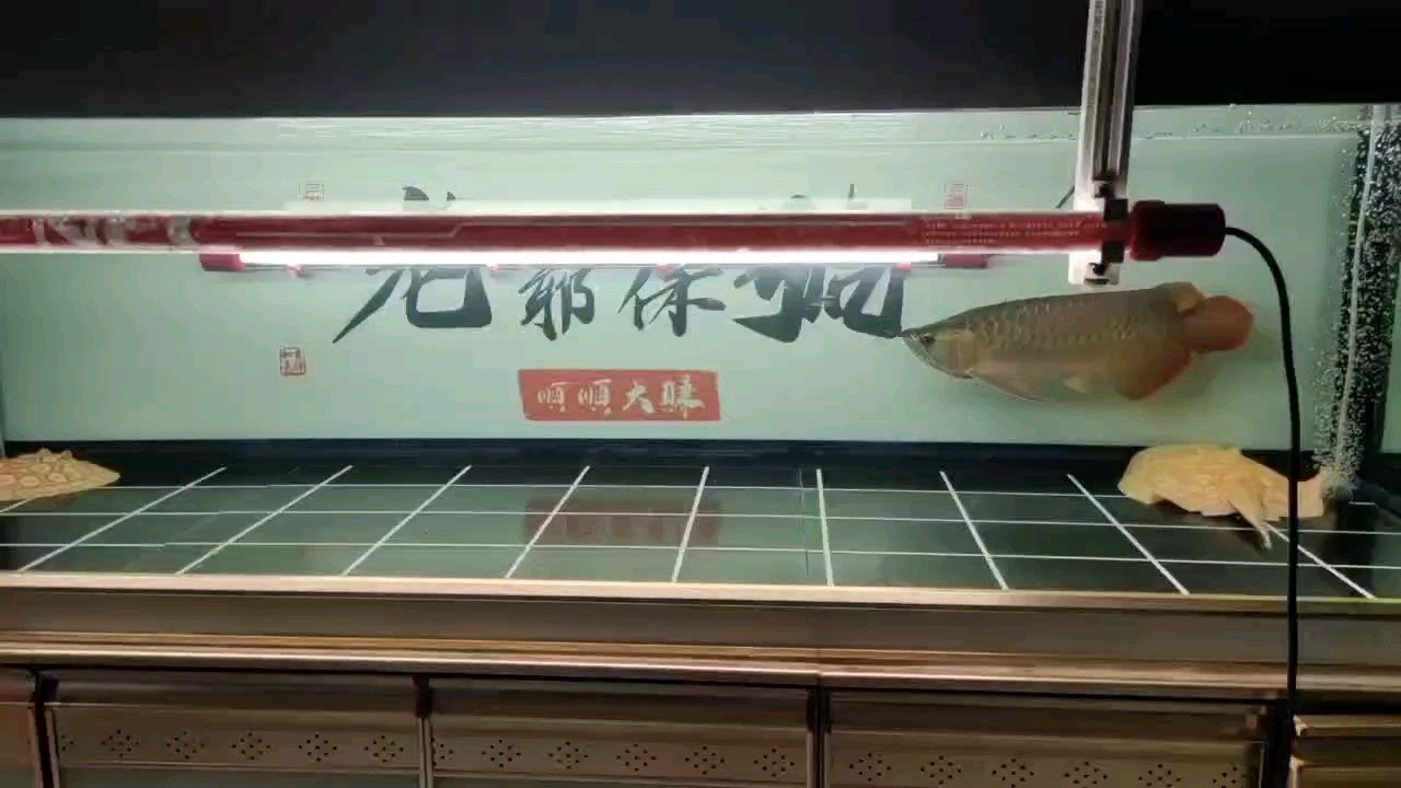 開始側燈模式～ 開始側燈模式～ 龍魚論壇