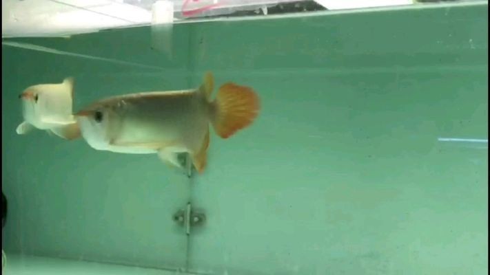 臨夏州龍魚vs祥龍魚場(chǎng)（臨夏州龍魚vs祥龍魚場(chǎng)的相關(guān)內(nèi)容以供參考）
